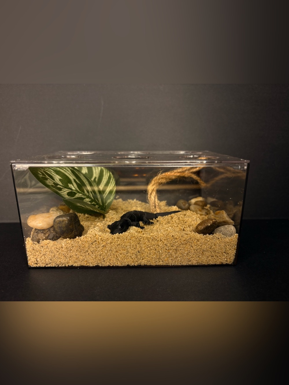 Play pretend pet salamander with terrarium